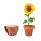 SUNFLOWER - mo6147-40 - variant Mo MO6147-40