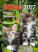 Kalender Katzenbabys