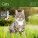 Kalender Cats