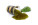 Marmelade aus Fichtensprossen 175 g