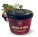 Pflaumenmarmelade mit Mohn