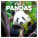 NOTIQUE Pandas 2027 Notizblock, 30 x 30 cm - pgp-36316-v_tit - variant Pg PGP-36316-V