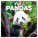 NOTIQUE Pandas 2027 Notizblock, 30 x 30 cm - pgp-36316-z_tit - variant Pg PGP-36316-Z