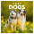 NOTIQUE Notizblock Hunde 2027, 30 x 30 cm - pgp-36318-z_tit - variant Pg PGP-36318-Z