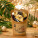 Tropische Mischung in Zellophan und Glas, 180 g