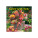 Wandkalender Welt der Blumen 2027