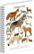 HINWEIS Spiralnotizbuch Animalium – Canidae, liniert, A5