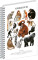 NOTIQUE Spiralnotizbuch Animalium – Primaten, kariert, A4