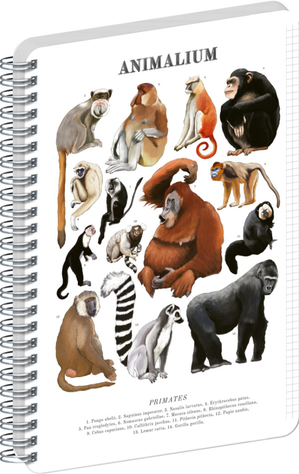 NOTIQUE Spiralnotizbuch Animalium – Primaten, kariert, A5